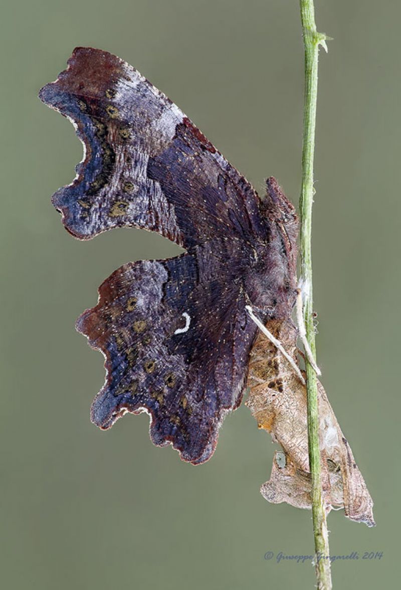 Polygonia c-album